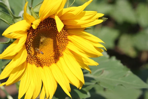 Mooi Botanisch Schot Natuurlijk Behang — Stockfoto