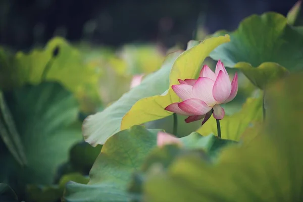 Planta Acuática Oriental Flor Loto Nenúfar — Foto de Stock