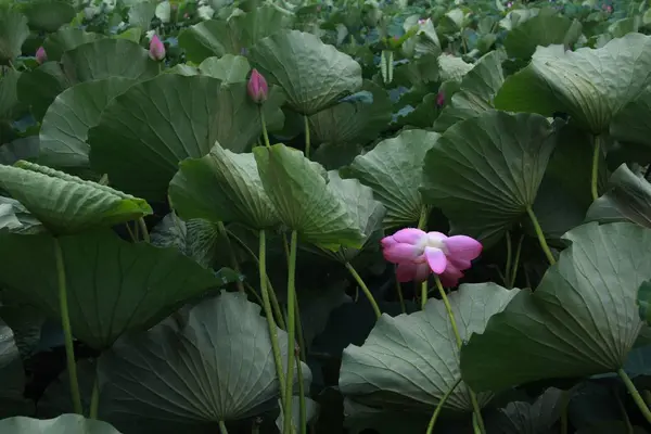 Flor Loto Jardín — Foto de Stock