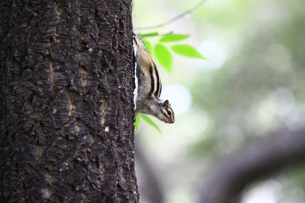 Pájaro Sienta Una Rama Árbol — Foto de Stock