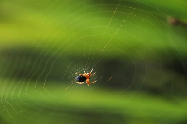 Prédateur Araignée Toile Nature — Photo