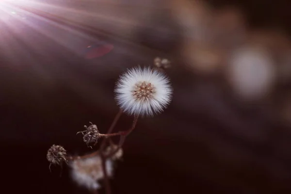 Hermoso Plano Botánico Fondo Pantalla Natural — Foto de Stock