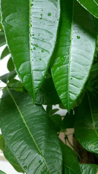 Hoja Verde Con Gotas Agua Flora — Foto de Stock