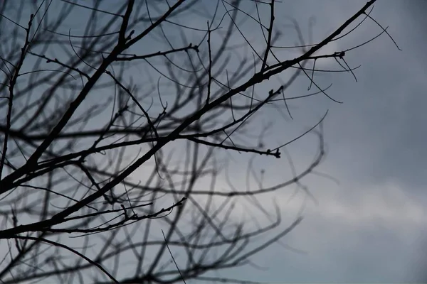 tree branches in forest, flora and nature