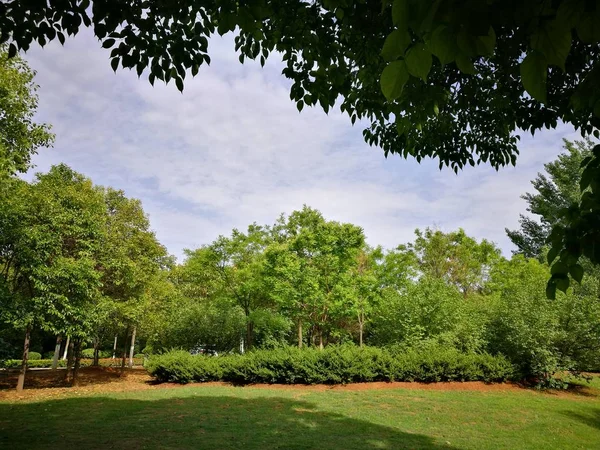 Árboles Verdes Parque — Foto de Stock