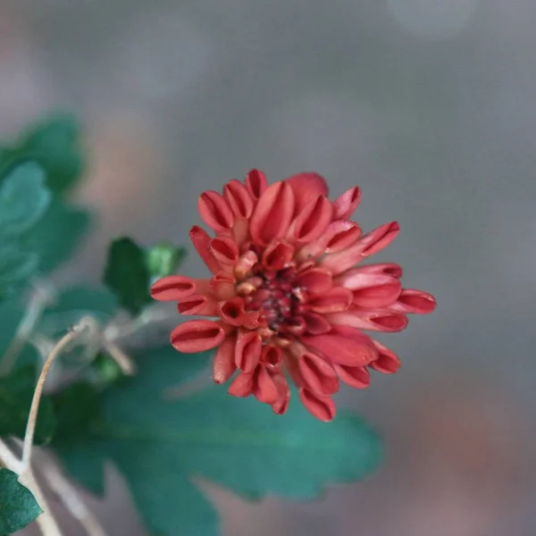 beautiful red flower background