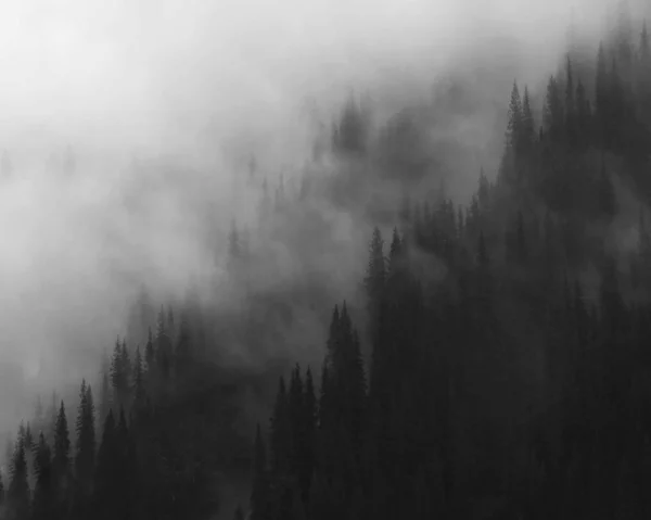 Floresta Preta Branca Nas Montanhas — Fotografia de Stock