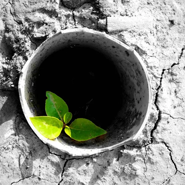 Planta Verde Forma Uma Flor — Fotografia de Stock