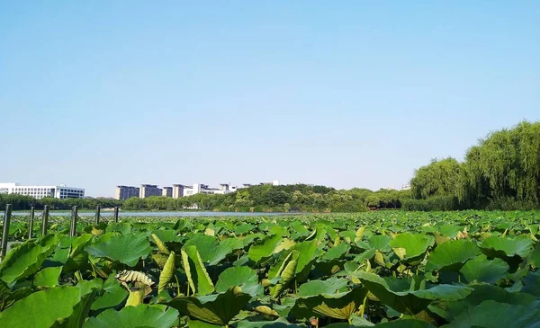 Hermoso Plano Botánico Fondo Pantalla Natural — Foto de Stock