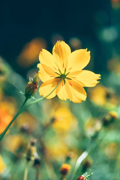 Hermoso Plano Botánico Fondo Pantalla Natural — Foto de Stock