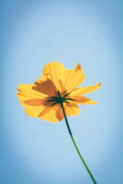 Flor Del Cosmos Amarillo Campo — Foto de Stock