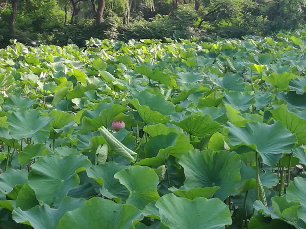 Repollo Verde Creciendo Campo — Foto de Stock