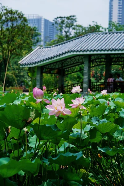 Hermosa Flor Jardín — Foto de Stock