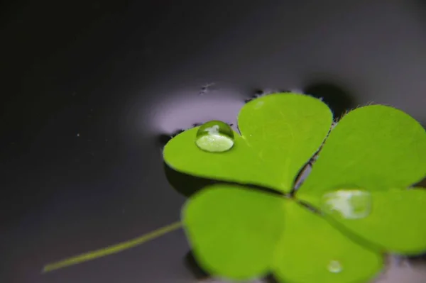 Groen Blad Een Zwarte Achtergrond — Stockfoto