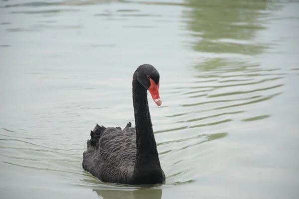 Ave Cisne Lago —  Fotos de Stock