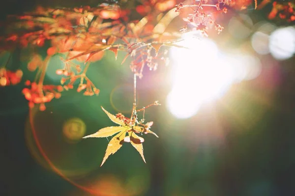 Hermoso Fondo Otoño Con Hojas — Foto de Stock