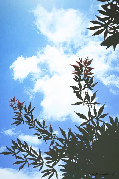 Ramas Pino Sobre Fondo Azul — Foto de Stock