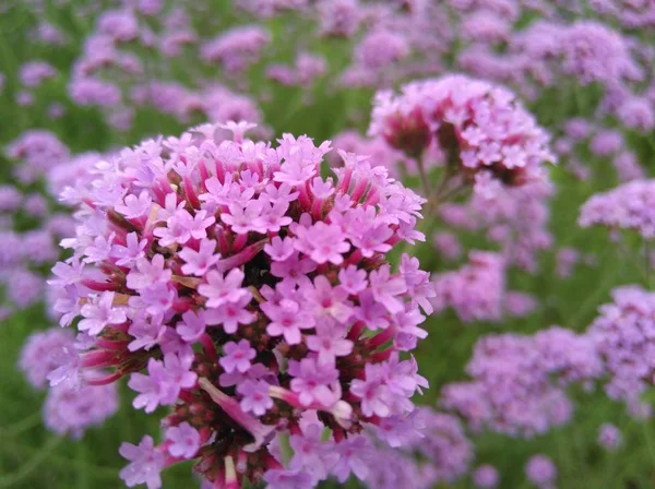 Hermosas Flores Lila Jardín — Foto de Stock