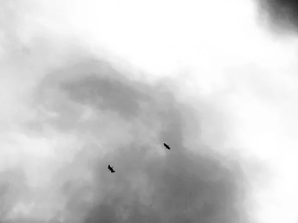 Gaviota Voladora Cielo — Foto de Stock