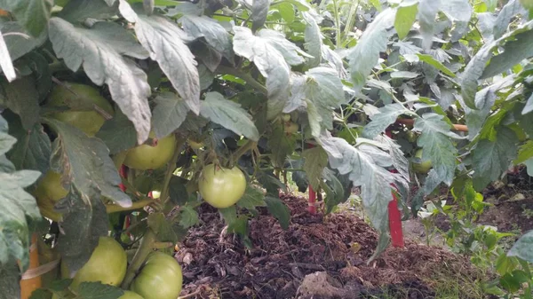 Plantas Frescas Jardín — Foto de Stock