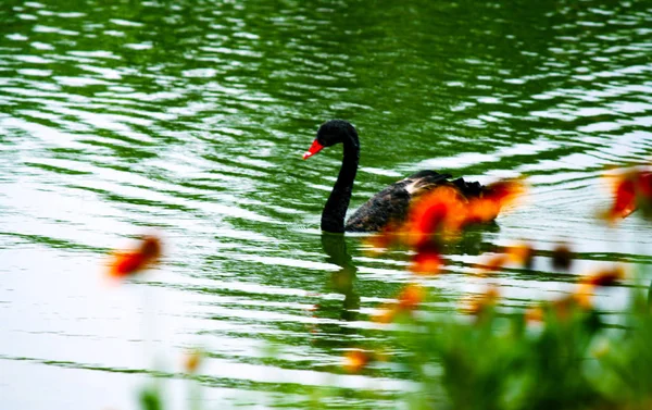 Mooie Rode Zwaan Vijver — Stockfoto