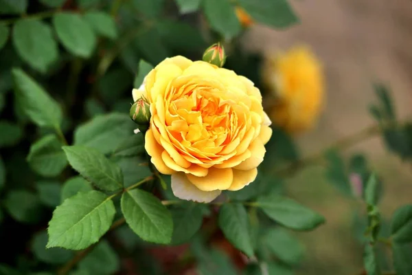 Flor Tierna Flor Primavera Durante Día — Foto de Stock