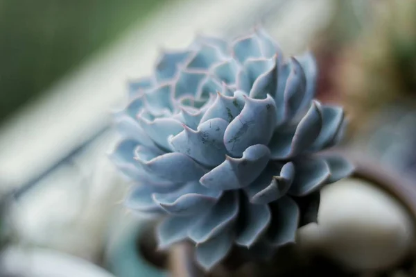 Flor Cactus Jardín — Foto de Stock