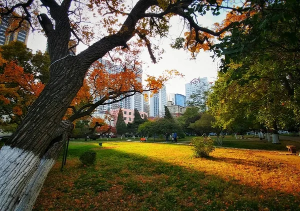 beautiful autumn park in the city
