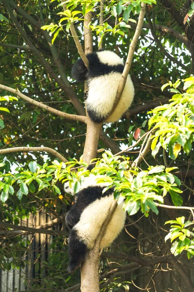 Pandas Vida Selvagem Urso Panda Animal Zoológico — Fotografia de Stock