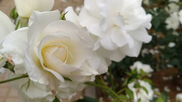 Retratada Tiernas Flores Floreciendo Jardín Durante Día — Foto de Stock