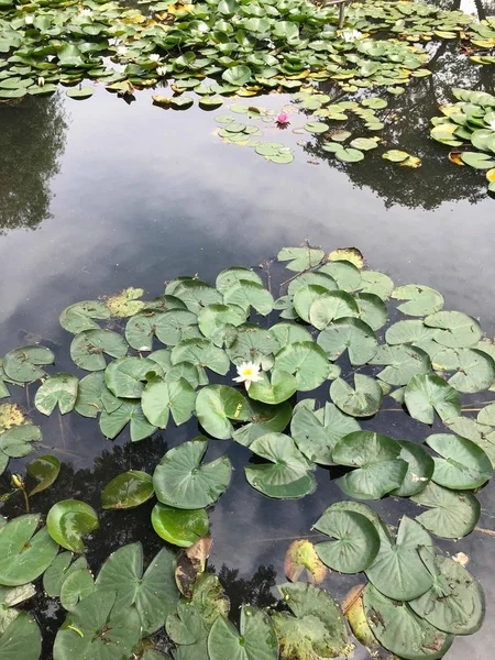 Hojas Verdes Flor Loto Estanque — Foto de Stock