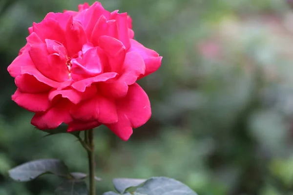 Hermosa Rosa Roja Jardín — Foto de Stock