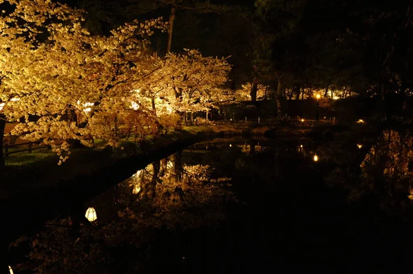 Hermoso Paisaje Nocturno Bosque — Foto de Stock