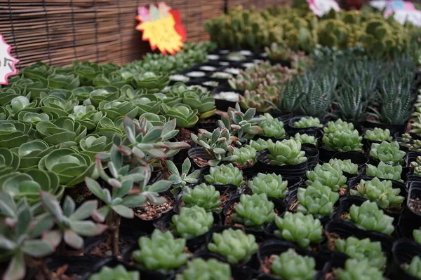 Cactus Jardín — Foto de Stock