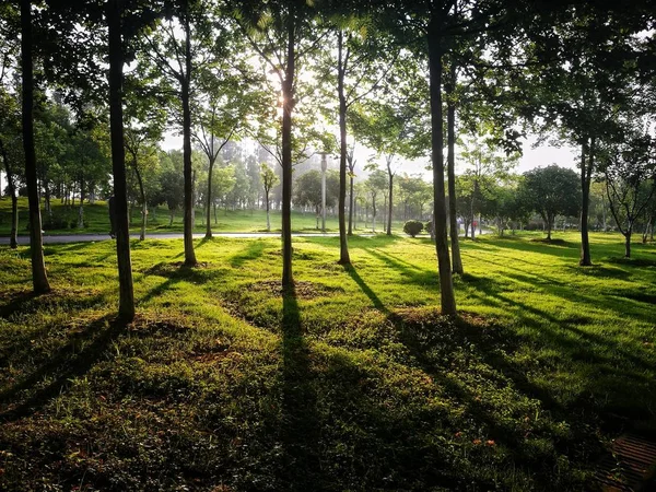 Árboles Bosque Flora Medio Ambiente Naturaleza — Foto de Stock