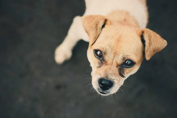 Cão Peludo Bonito Conceito Animal — Fotografia de Stock