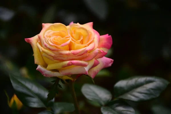 Hermosa Rosa Jardín — Foto de Stock