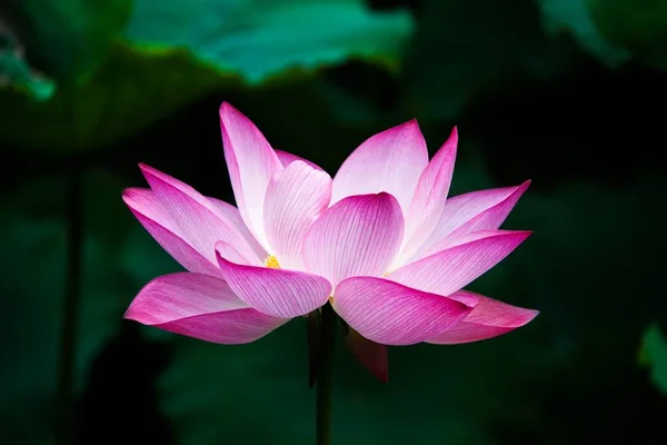 Beautiful blooming lotus flower in pond