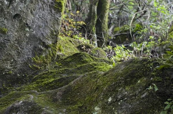 Musgo Las Rocas — Foto de Stock