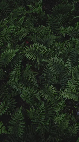 tree branches, forest flora