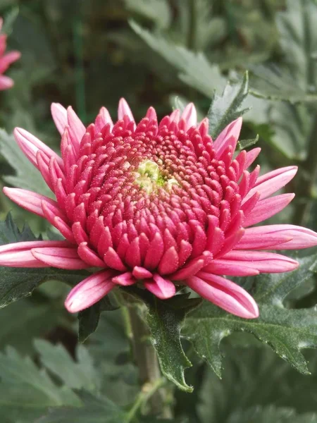 Vackra Blommande Blommor Trädgården — Stockfoto