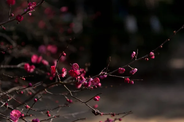 Folhas Vermelhas Bonitas Uma Árvore Jardim — Fotografia de Stock