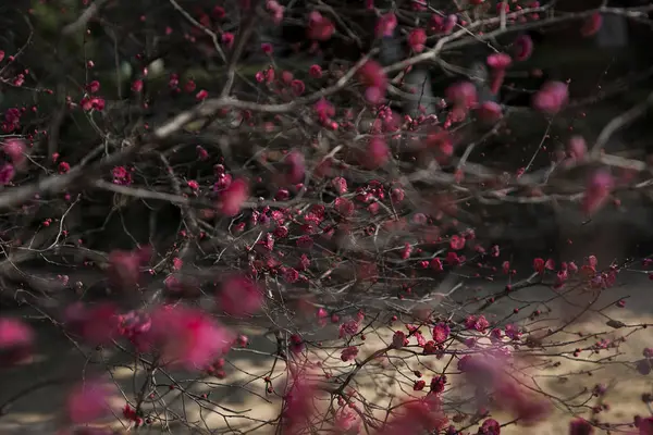 Rosa Rossa Nel Bosco — Foto Stock