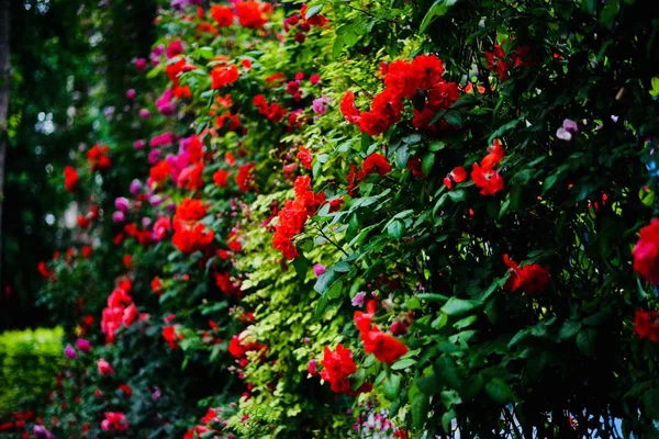 Rosas Rojas Jardín —  Fotos de Stock