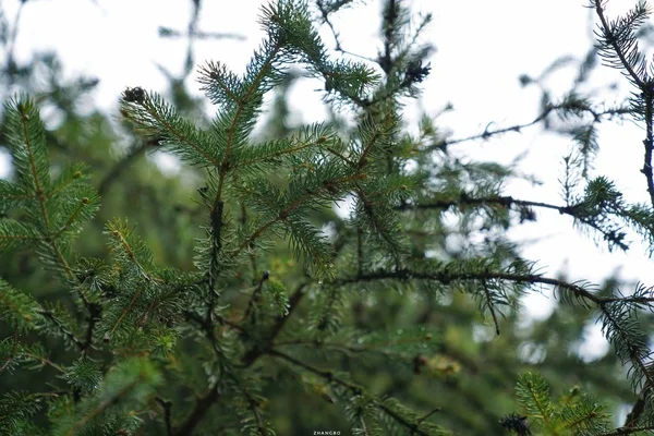 Ramas Árboles Bosque Flora Naturaleza — Foto de Stock