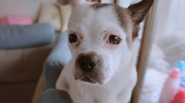 Retrato Lindo Perro Fino — Foto de Stock