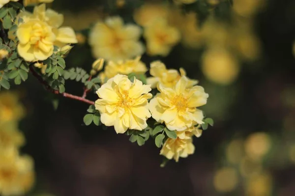 Vista Las Flores Primavera — Foto de Stock