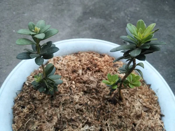 Cactus Una Olla Sobre Una Mesa Madera — Foto de Stock