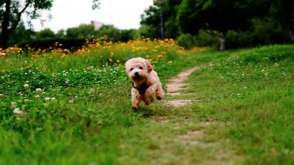 Perro Feliz Aire Libre Durante Día — Foto de Stock