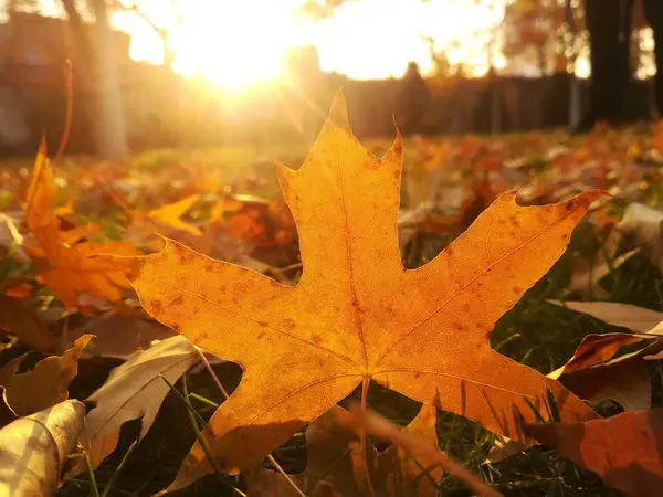 foliage, leaves flora in nature